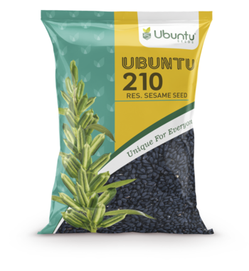 UBUNTU SEEDS