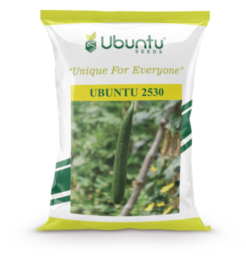 UBUNTU SEEDS